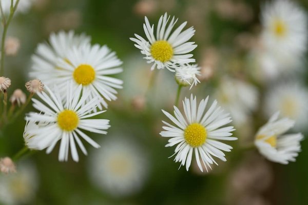 Quel est le crème plus efficace pour perdre du ventre ?